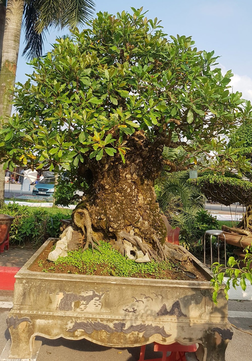 
Cây lộc vừng khổng lồ, nu toàn thân, da lên vảy như vảy tê tê. Giá 150 triệu đồng
