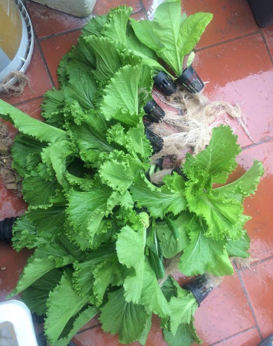 Kỳ lạ: Trồng rau trên cột nhựa, vườn cây mọc nghiêng trên lưng trời - 13
Khi thu hoạch, chỉ cần nhấc giá thể rau ra khỏi trụ, cắt bỏ rễ là xong