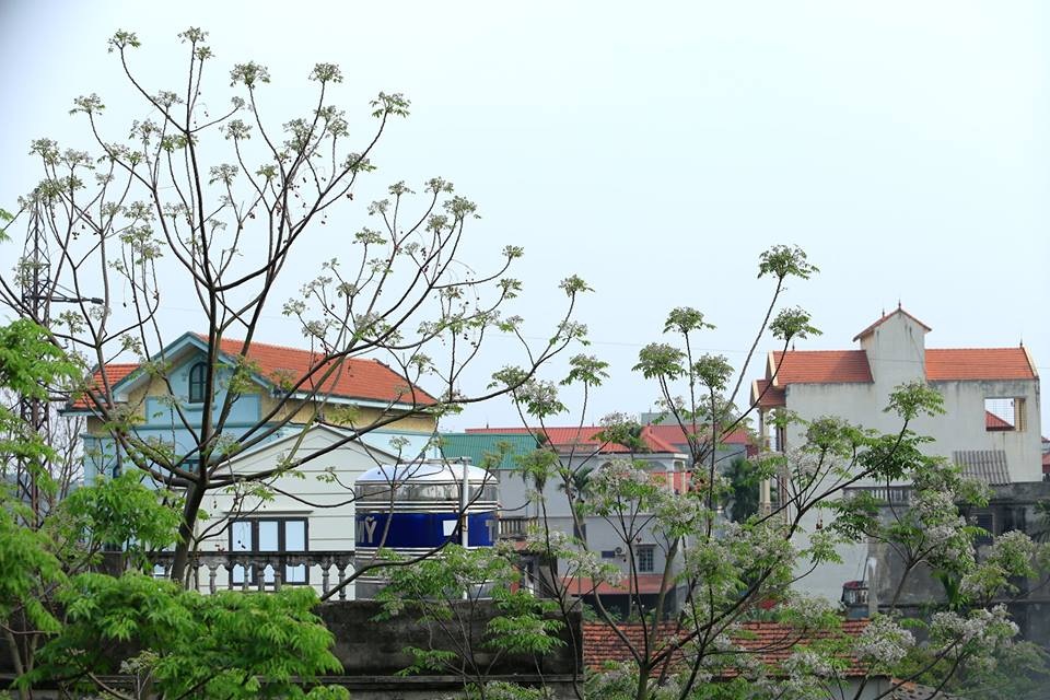 Hoa xoan dịu dàng gợi nhớ tuổi thơ - 12