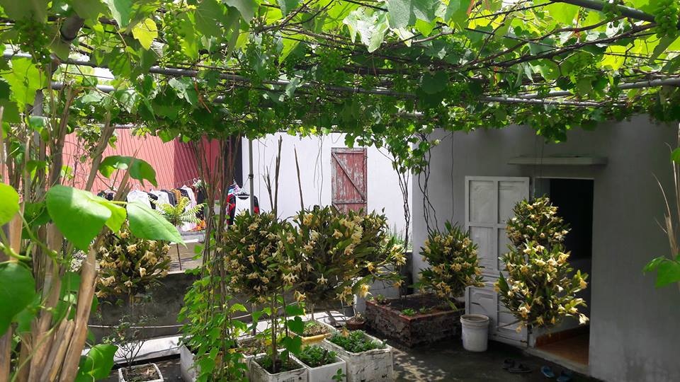 "Siêu nông dân ruộng bê tông": 35m2 sân thượng thu 2 tạ nho - 13 "Siêu nông dân ruộng bê tông": 35m2 sân thượng thu 2 tạ nho - 13
