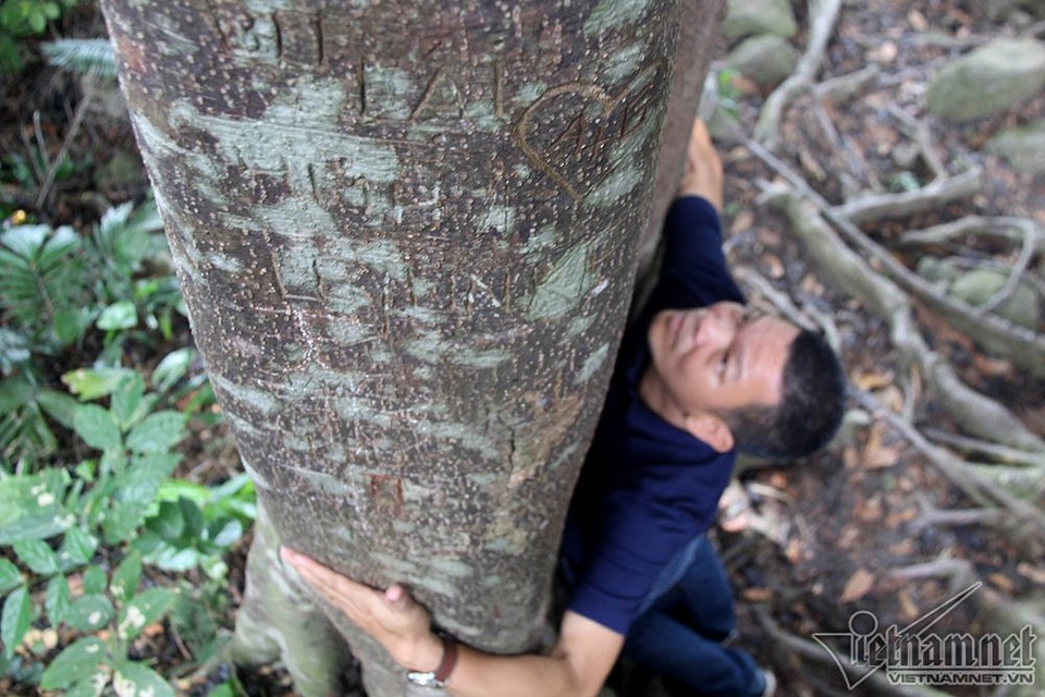 Cây 800 tuổi ở Đà Nẵng "đau đớn" vì chằng chịt "lời tỏ tình" - 13 Cây 800 tuổi ở Đà Nẵng "đau đớn" vì chằng chịt "lời tỏ tình" - 13