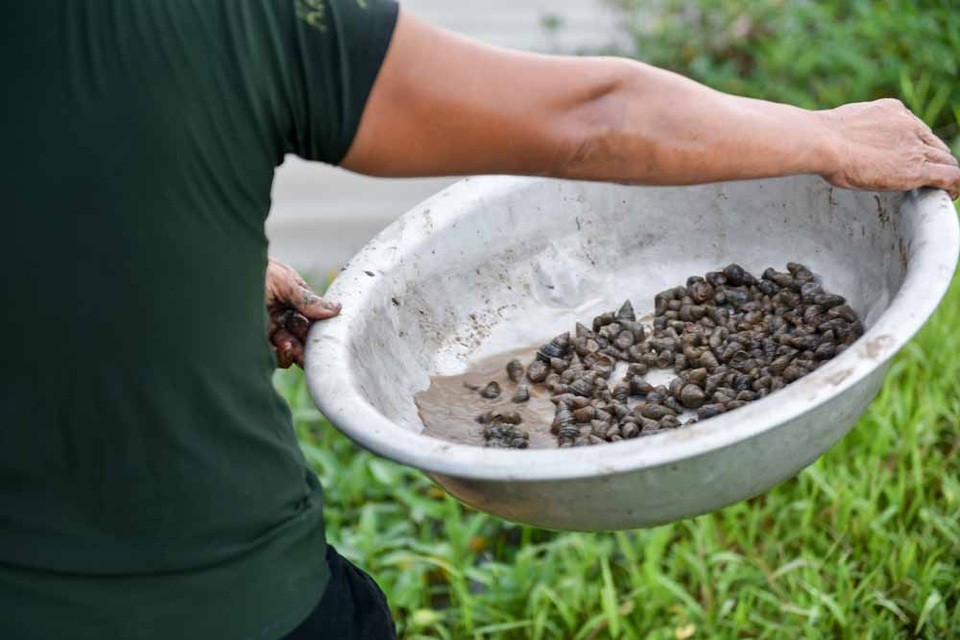 Cuộc sống của bà mẹ 14 con tại Hà Nội - 12
“Mỗi ngày tôi ra đồng từ rất sớm, gần đây tôi làm cả trưa để tăng thêm thu nhập lấy tiền mua sách cho các cháu. Nhưng ngày càng khó, tôm cua, ốc ngày càng hiếm nên gia đình đã chật vật nay lại thêm khó hơn”, bà Hải cho biết.