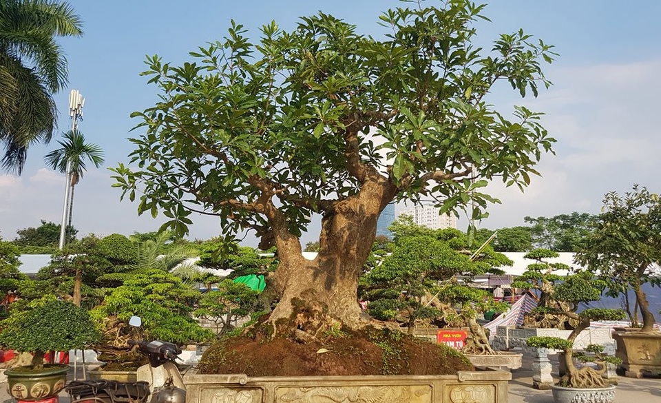 
Dù đã qua giai đoạn sốt, lộc vừng vẫn nằm trong bộ tứ cây phong thủy: sanh - sung - đa - lộc vừng
