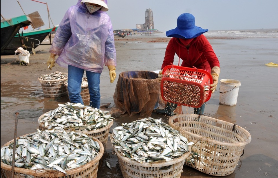 Ngư dân "thắng lớn" trong chuyến đi biển đầu năm - 13 Cá trích được thương lái thu mua tại chỗ với số lượng lớn.