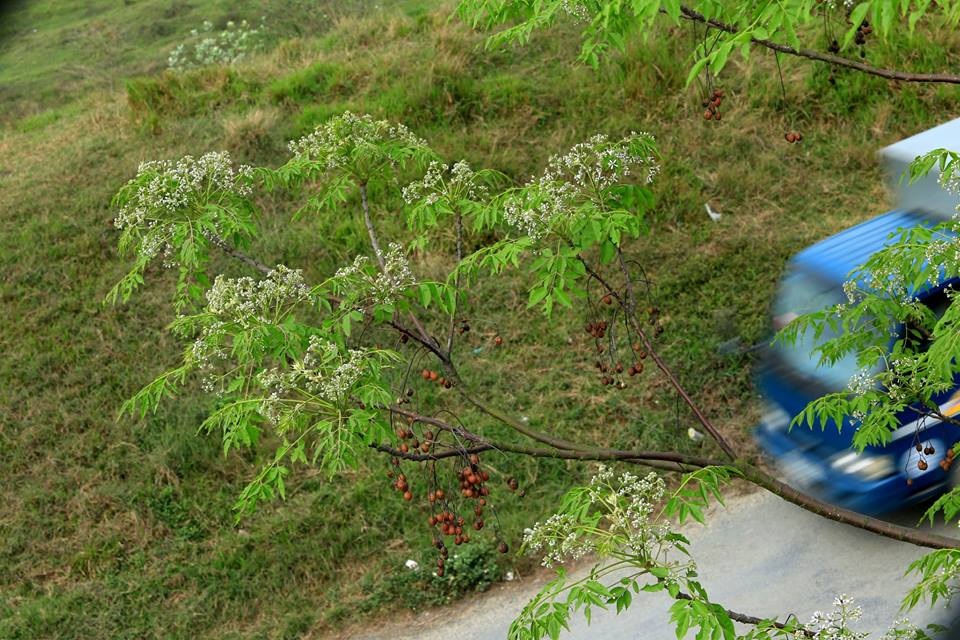 Hoa xoan dịu dàng gợi nhớ tuổi thơ - 13