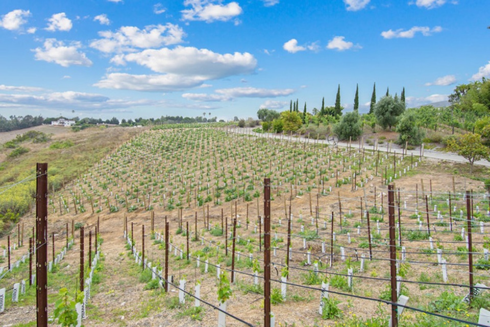 Choáng ngợp với biệt thự cổ nằm giữa vườn nho có giá tới 284 tỷ - 14 Trong vườn đang có tới hơn 3000 cây nho thuộc giống Viognier, Cabernet, Chardonnay và Syrah.