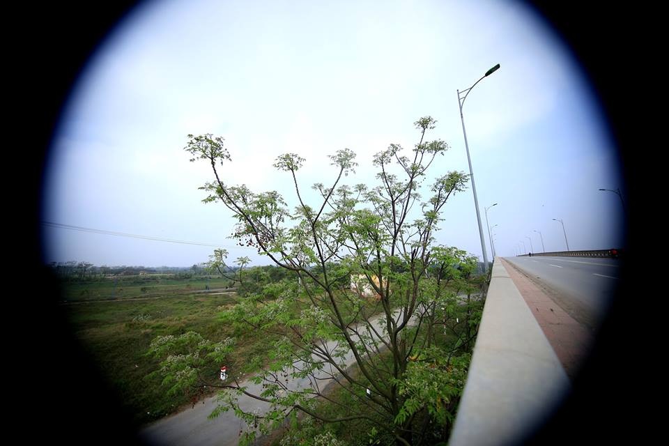 Hoa xoan dịu dàng gợi nhớ tuổi thơ - 14