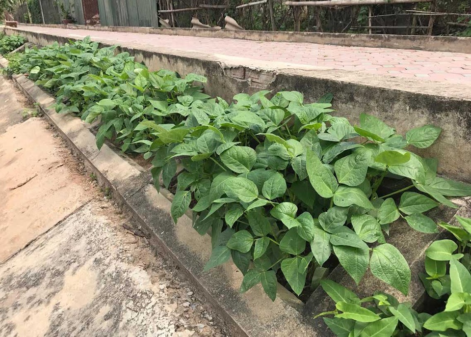 Khoét lỗ bê tông trồng rau: Hà thành sánh cùng Hà Giang - 15
Nhiều gia đình chỉ nhờ cách trồng rau trong hộc bê tông mà không còn phải đi mua rau ngoài chợ