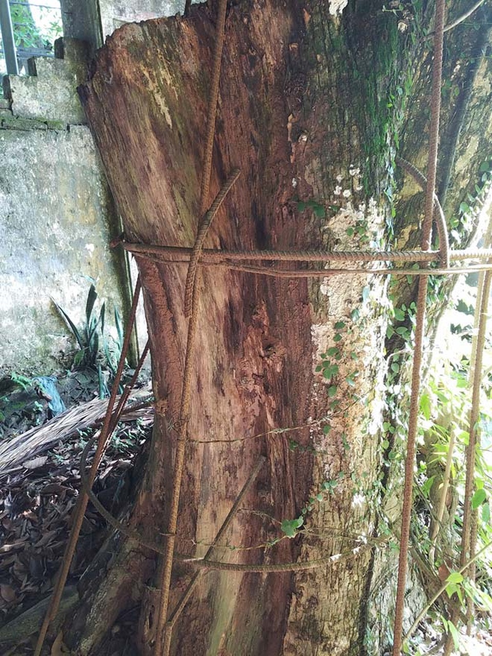 Năm 2015, số gỗ sưa bị tịch thu được đem ra bán đấu giá thu về 31,1 tỷ. Hiện xã Hòa Chính đang quản lý số tiền này. Phần con lại của cây sưa, do có sự thống nhất giữa cộng đồng dân cư và chính quyền nên vẫn chưa bán được.