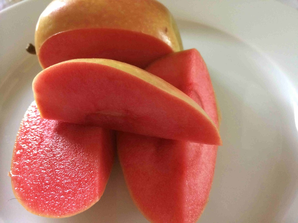 Mê mẩn loại táo Mỹ lạ..."xanh vỏ - hồng lòng" siêu dễ thương - 5
Giống táo lõi hồng này được trồng phổ biến ở Airlie, bang Oregon, Mỹ. Hoặc ở những vùng có khí hậu ôn hòa.