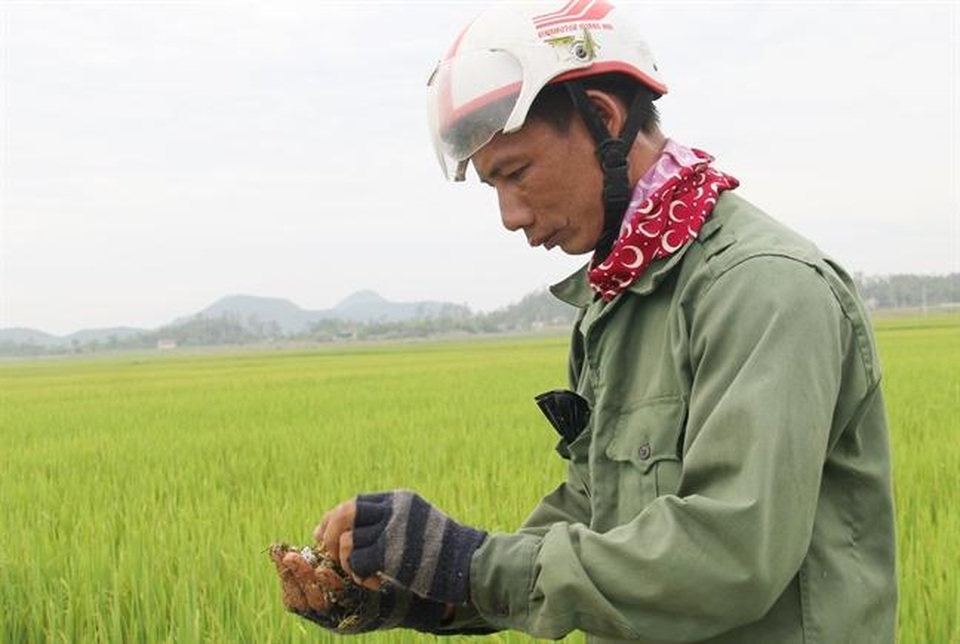 "Hốt" bạc triệu mỗi ngày từ nghề chạy xe săn châu chấu làm mồi nhậu - 5 "Hốt" bạc triệu mỗi ngày từ nghề chạy xe săn châu chấu làm mồi nhậu - 5