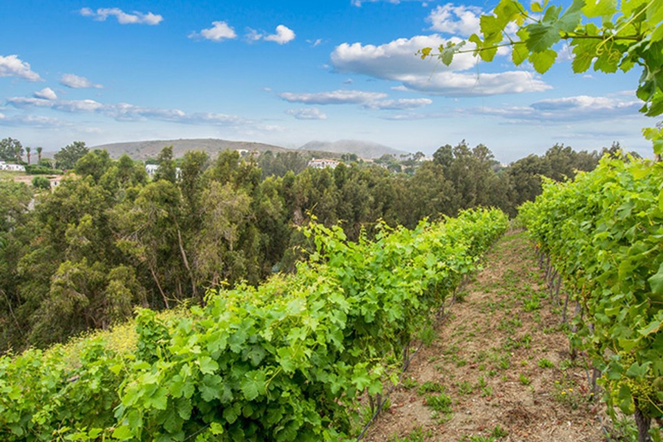 Choáng ngợp với biệt thự cổ nằm giữa vườn nho có giá tới 284 tỷ - 15 Mọi người thường ít khi được thấy cảnh tượng này ở Malibu, nơi bất động sản vô cùng đắt đỏ.