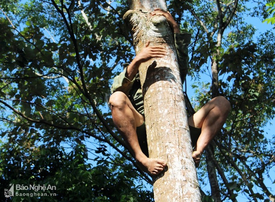 Mạo hiểm, liều mạng nghề ăn cơm dưới đất, hái trám "trên trời" - 5 Mạo hiểm, liều mạng nghề ăn cơm dưới đất, hái trám "trên trời" - 5