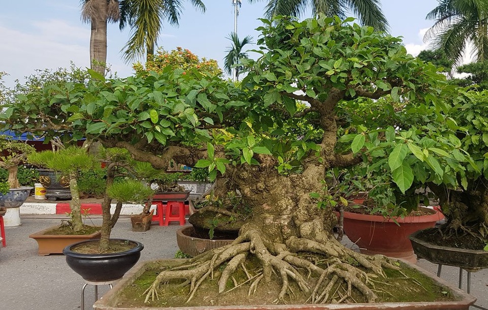 
Một cây sung được tạo dáng thành cây thế
