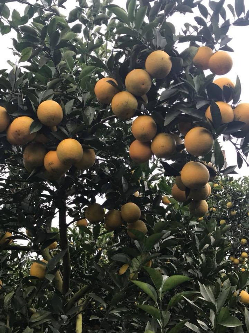 Siêu độc: Một cây cam Vinh "vỡ kế hoạch" có 1.000 quả, trả 20 triệu đồng - 5
Dù ở trên ngọn của cây cam quả cũng ra chi chít. Ảnh: Cảnh Thắng