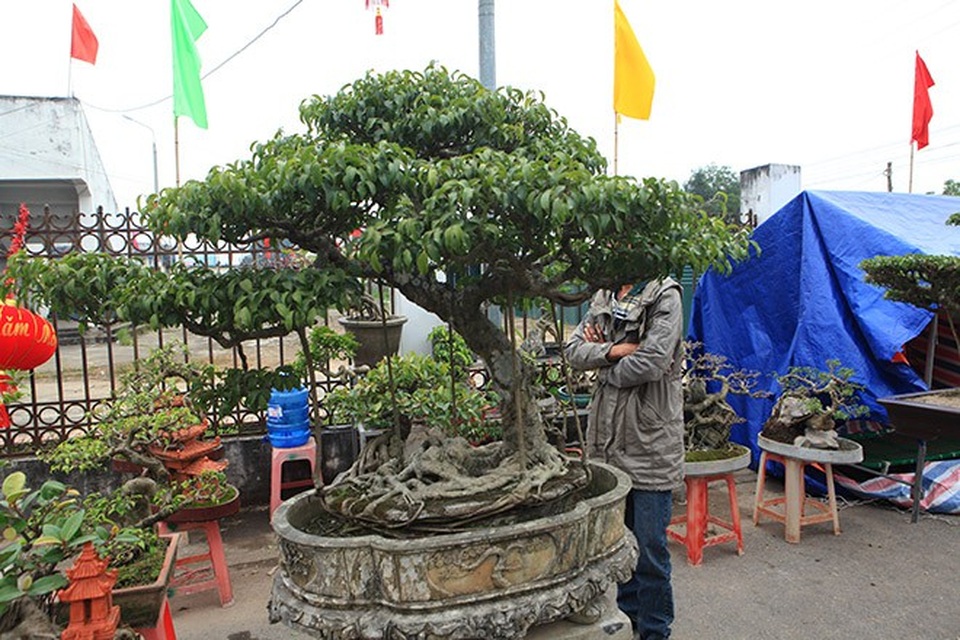 "Kỳ hoa dị thảo" dồn dập đổ về Hà Nội, dân chơi cây cảnh phát sốt - 5
Tác phẩm cây sanh “Dáng lão” có giá 300 triệu đồng được chuyển về từ Ninh Bình
