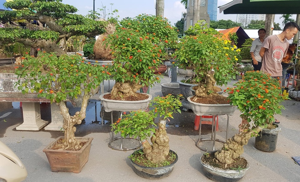 
Dàn cây ngũ sắc với nhiều hình dáng đẹp mắt
