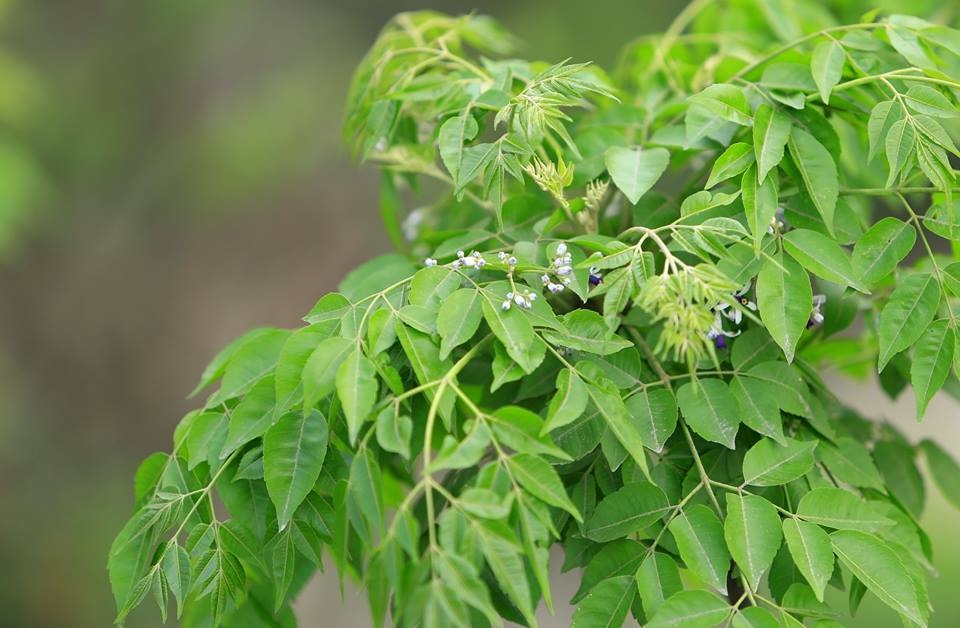 Hoa xoan dịu dàng gợi nhớ tuổi thơ - 16