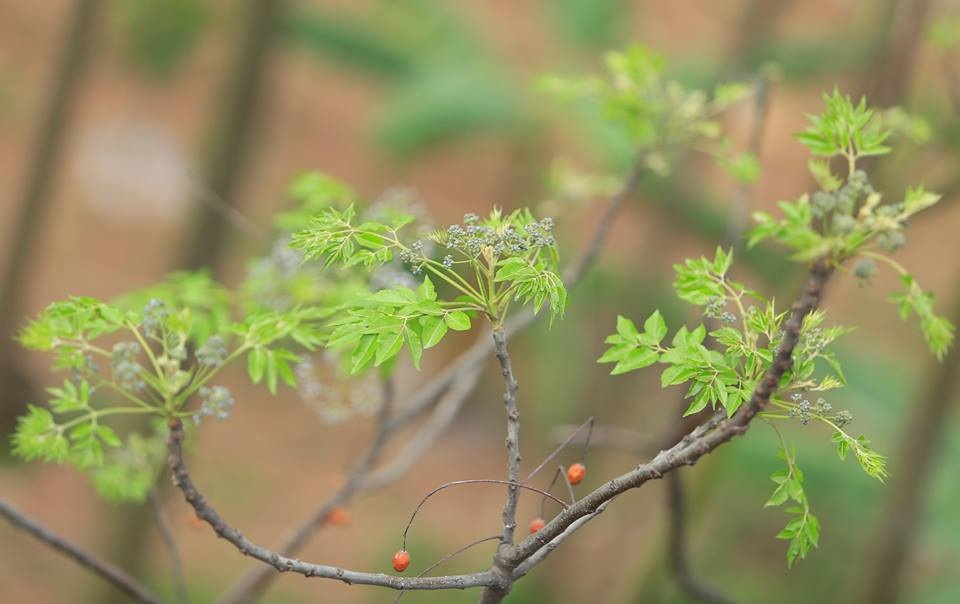 Hoa xoan dịu dàng gợi nhớ tuổi thơ - 17