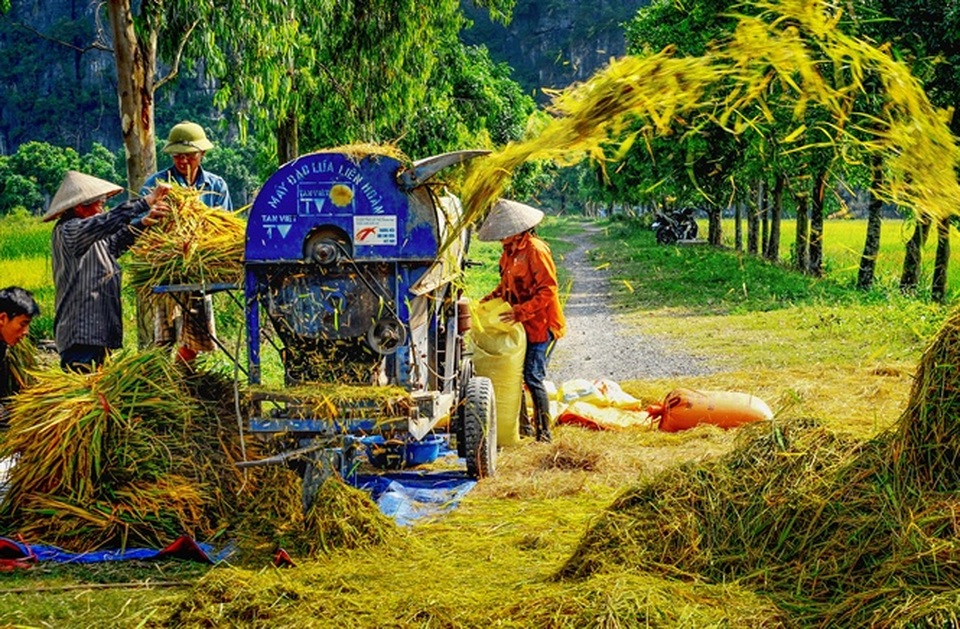 Ninh Bình được mùa: Những bức tranh tuyệt đẹp đầy màu sắc - 6 Ninh Bình được mùa: Những bức tranh tuyệt đẹp đầy màu sắc - 6