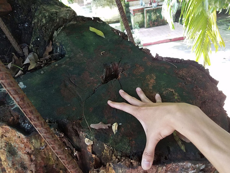 Gốc sưa 2 nhánh có đường kính lên tới gần 1m đang chết dần