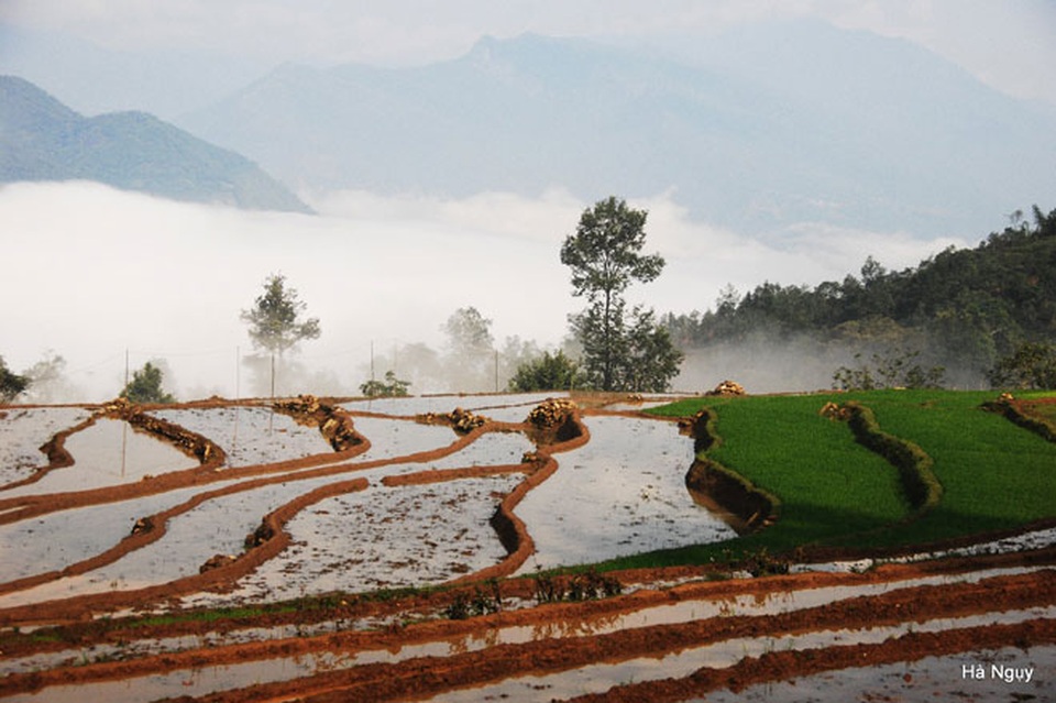 Y Tý "gợi tình" mùa lúa sóng sánh ánh vàng - 6 Y Tý "gợi tình" mùa lúa sóng sánh ánh vàng - 6