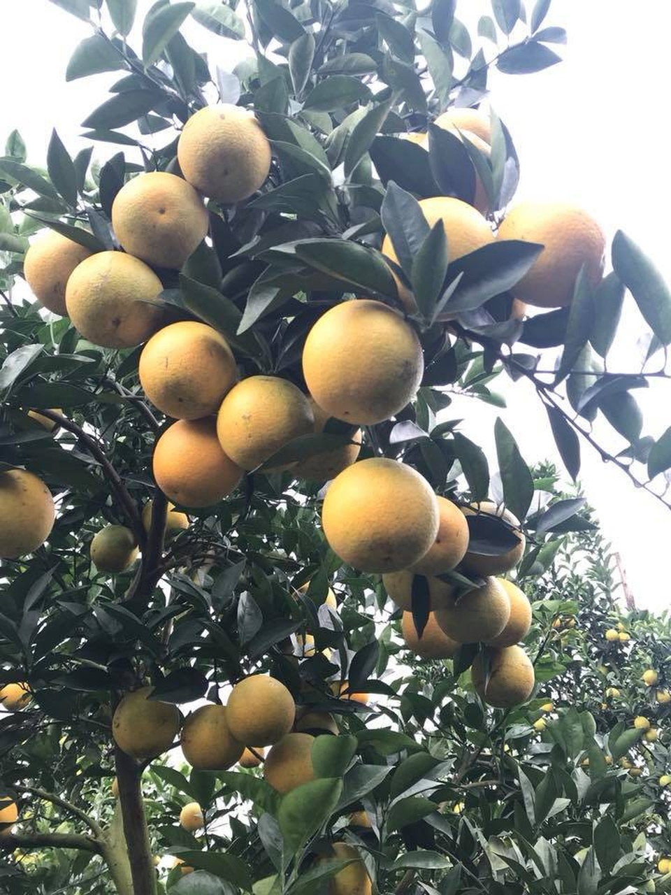 Siêu độc: Một cây cam Vinh "vỡ kế hoạch" có 1.000 quả, trả 20 triệu đồng - 6 Siêu độc: Một cây cam Vinh "vỡ kế hoạch" có 1.000 quả, trả 20 triệu đồng - 6