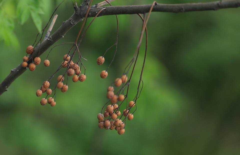 Hoa xoan dịu dàng gợi nhớ tuổi thơ - 18