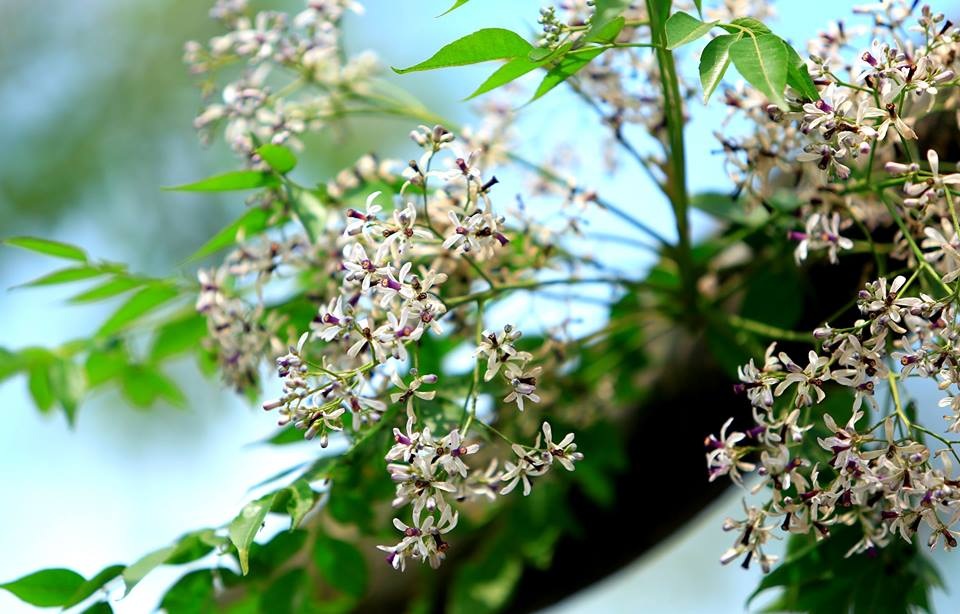 Hoa xoan dịu dàng gợi nhớ tuổi thơ - 19