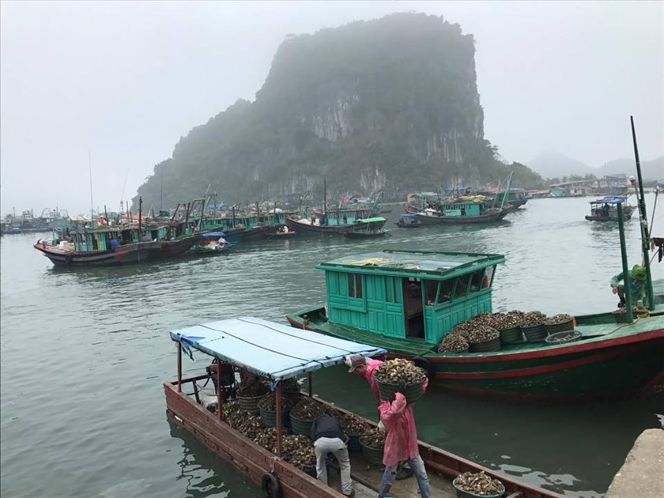 Có một hòn đảo hoang sơ tuyệt đẹp để "trốn Tết" ở Quảng Ninh - 3 Có một hòn đảo hoang sơ tuyệt đẹp để "trốn Tết" ở Quảng Ninh - 3