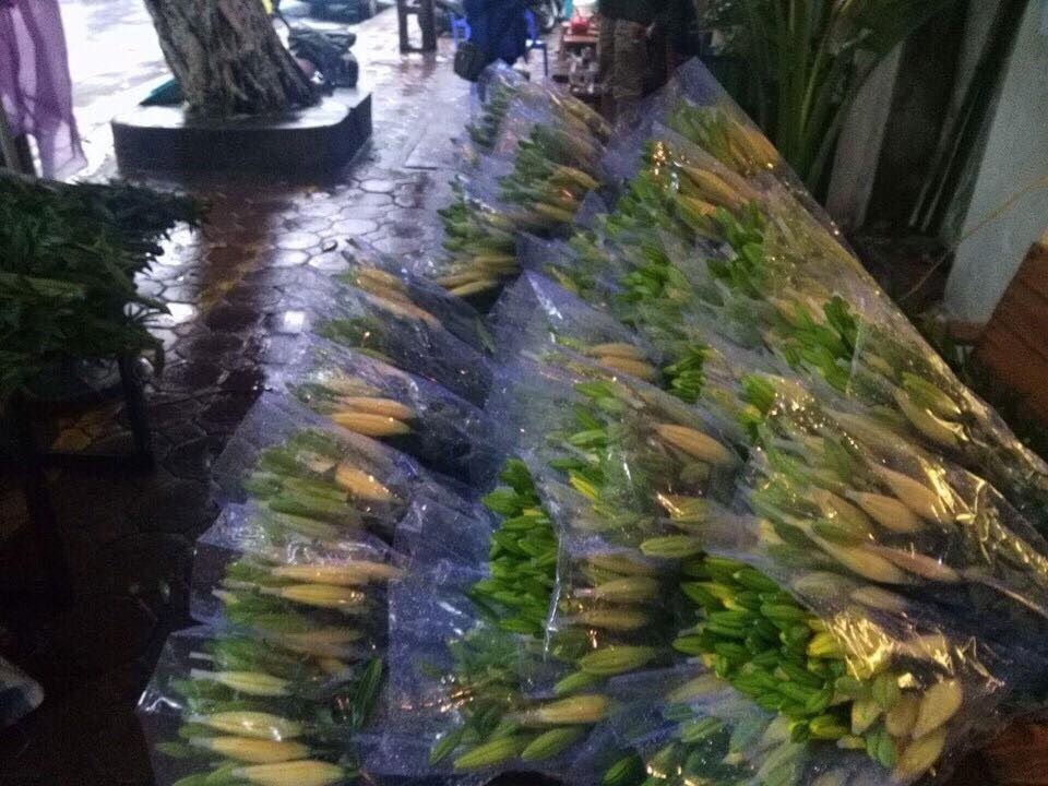 Hoa ly nở sớm, người trồng xót xa vì giá bán rẻ chỉ 8.000 đồng/cành - 3 Hoa ly hiện được bán với giá rất rẻ, chỉ từ 8.000-20.000/cành tùy từng loại. Ảnh: Thu Thoan