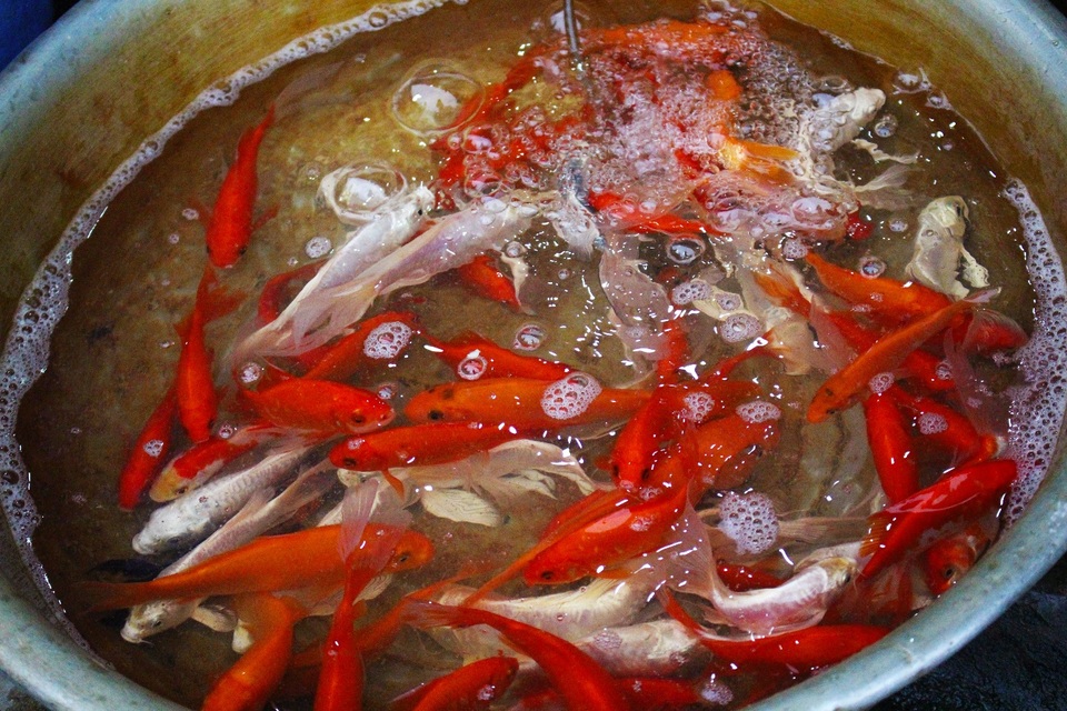 Lãi trăm triệu đồng nhờ giá cá chép cúng ông Công ông Táo tăng mạnh - 2 Cá chép Tam Dương luôn được ưa chuộng nhất.