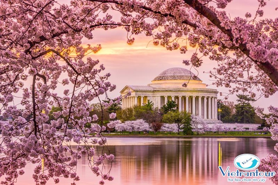 Ngắm hoa Anh Đào đẹp nhất thế giới chỉ từ 11,2 triệu đồng - 2 Ngắm hoa Anh Đào đẹp nhất thế giới chỉ từ 11,2 triệu đồng - 2