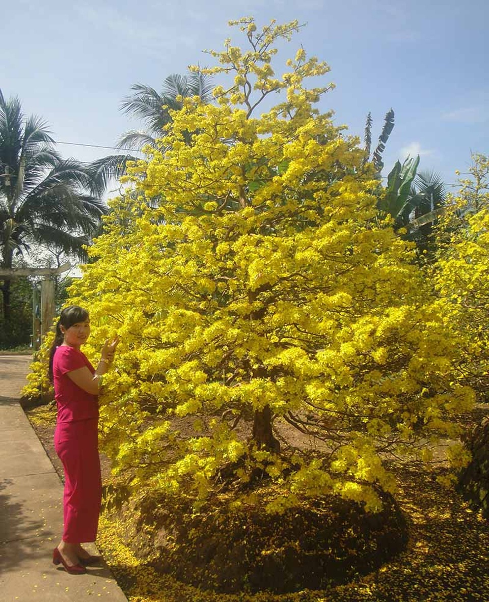 Ngắm vẻ đẹp “hút mắt” của làng mai tiền tỉ ngày đầu năm - 2 Ngắm vẻ đẹp “hút mắt” của làng mai tiền tỉ ngày đầu năm - 2