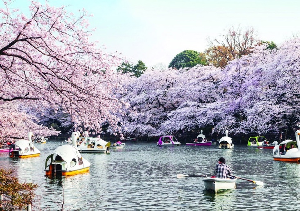 “Đi tour trước – rước tour sau” tại ngày hội hoa Anh đào - 2