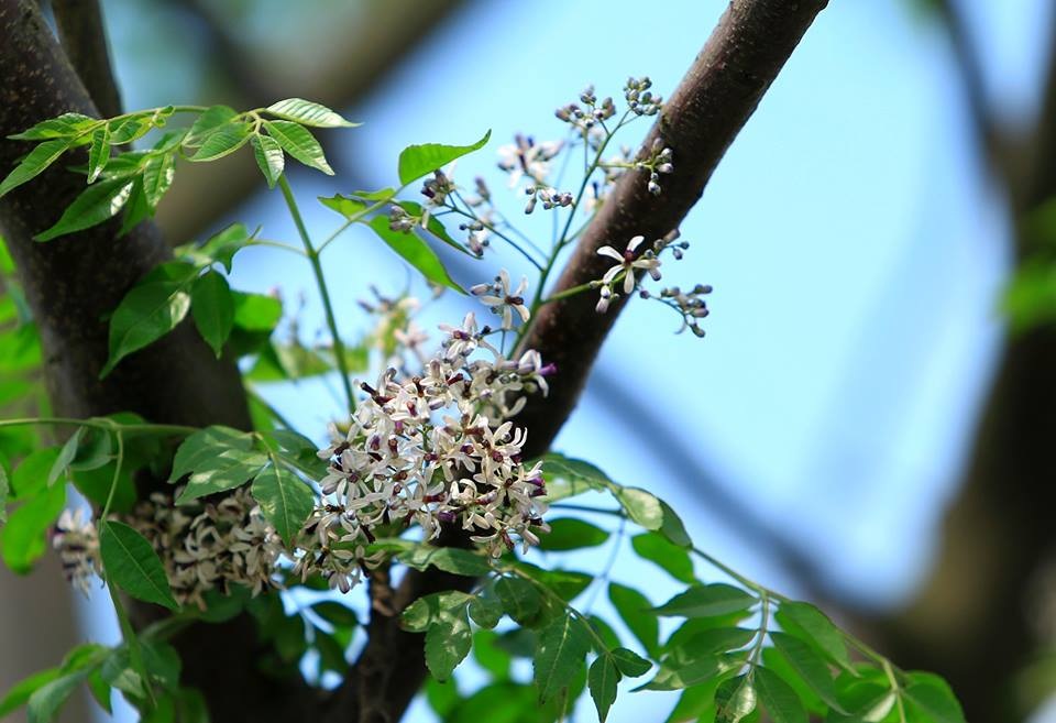 Hoa xoan dịu dàng gợi nhớ tuổi thơ - 2