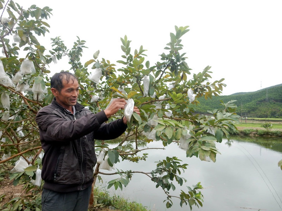 Trồng ổi, "giáo sư Kim" thu trăm triệu đồng mỗi năm - 1 Anh Ân Văn Kim chăm sóc vườn ổi của gia đình.