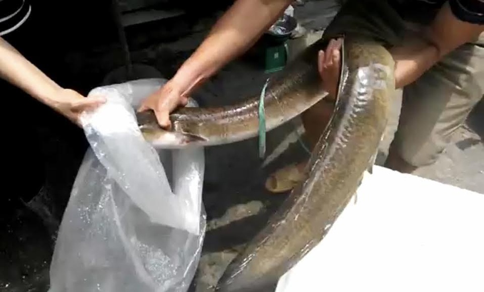 Đại gia Hà thành nhậu con cá chình khổng lồ giá 45 triệu đồng - 3 Đại gia Hà thành nhậu con cá chình khổng lồ giá 45 triệu đồng - 3