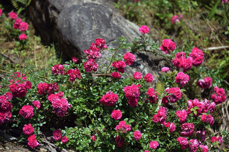 Ngỡ ngàng trước “khung trời hoa” rực rỡ, đẹp đến nao lòng - 2