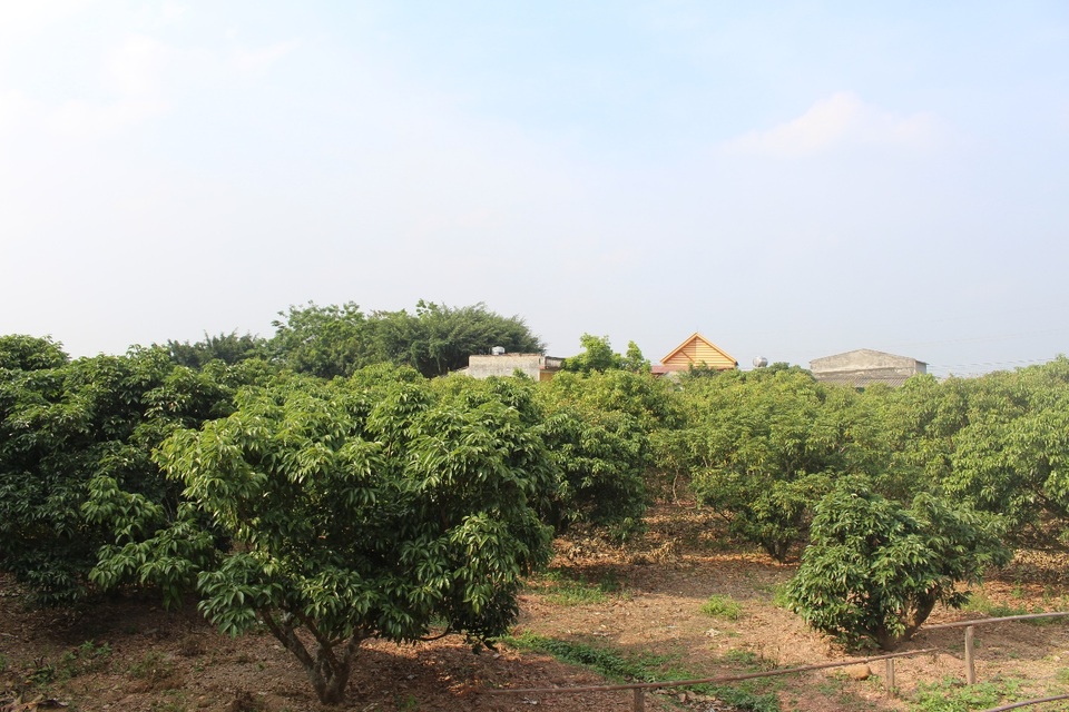 Sản lượng vải thiều giảm hơn 30% nhưng giá tăng mạnh - 2 Thực tế, vào thời điểm đầu tháng 6 này, phần lớn các vườn vải ở Lục Ngạn vẫn chỉ toàn một màu xanh, ít có màu quả chín. (Ảnh: Hồng Vân)