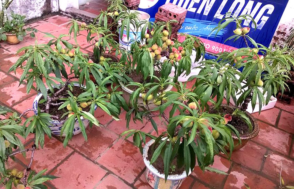 Vườn đào thất thốn ở lưng trời: Thân nhỏ xíu, sai trĩu quả - 3
Anh Nam Hải cho biết, nhà anh có khoảng 80 chậu đào trên sân thượng tầng 2 và tầng 3