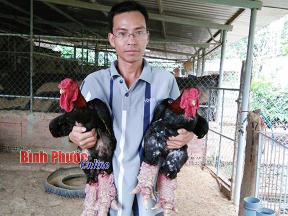 Bỏ ra 230 triệu đầu tư nuôi gà vua chân voi, lãi 35 triệu/tháng - 1 Nuôi gà Đông Tảo đem lại nguồn thu cao cho anh Quân.