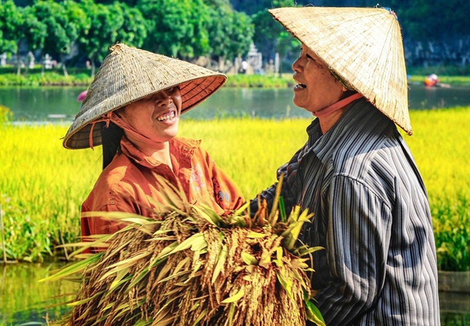 Ninh Bình được mùa: Những bức tranh tuyệt đẹp đầy màu sắc - 1 Ninh Bình được mùa: Những bức tranh tuyệt đẹp đầy màu sắc - 1