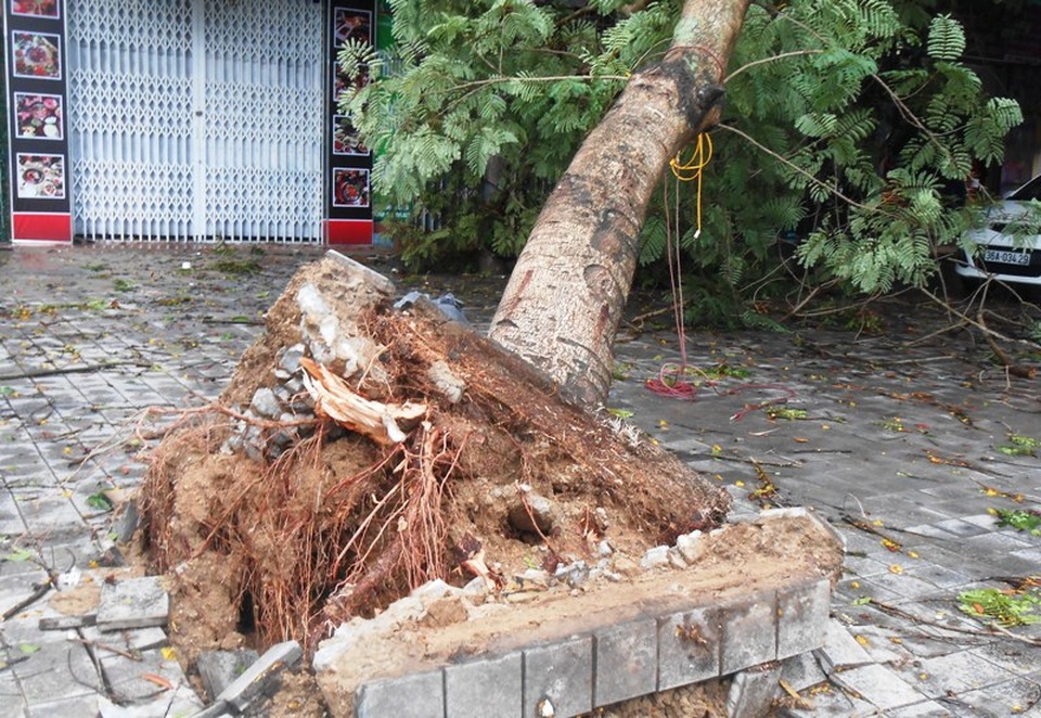 Bão quét qua, cây đổ ngổn ngang, nhiều đường bị ngập - 29 Bão quét qua, cây đổ ngổn ngang, nhiều đường bị ngập - 29