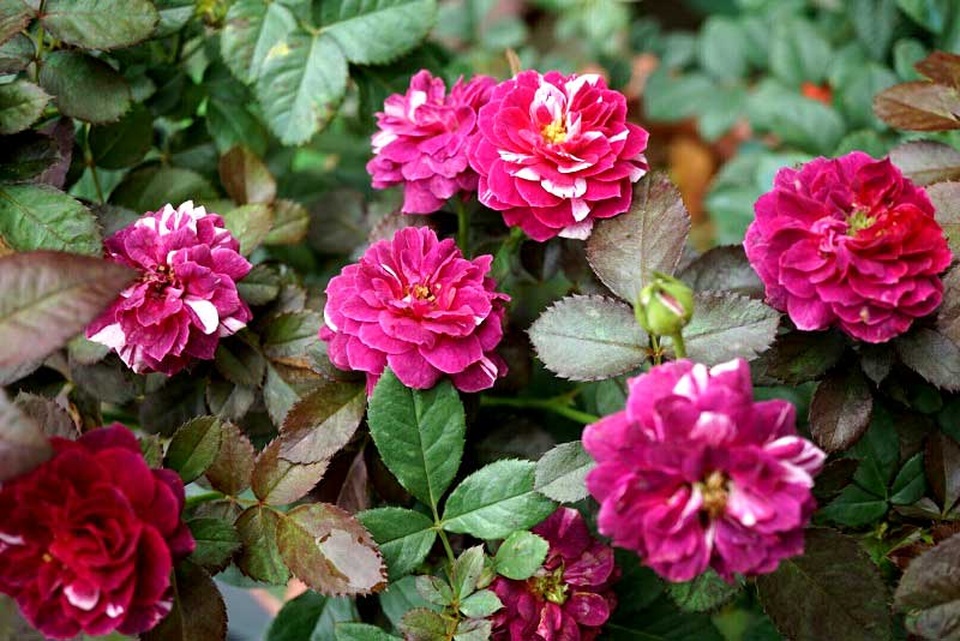 Chồng bỏ lương 100 triệu cùng vợ trồng 100 ngàn cây hoa hồng - 3 Vườn hồng của chị quy đủ đủ các loại hồng nội và ngoại.