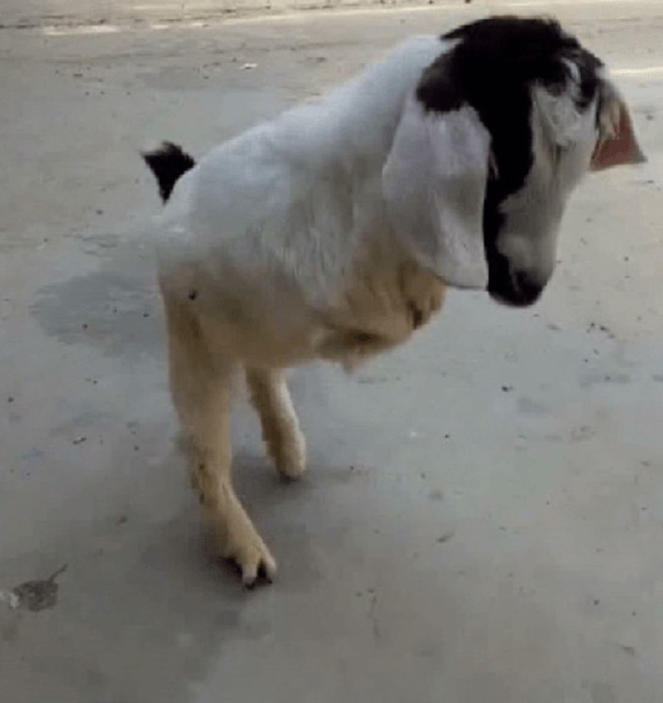 
Con dê 5 tháng tuổi sinh ra ở một nông trại tại tỉnh Quý Châu, miền nam Trung Quốc
