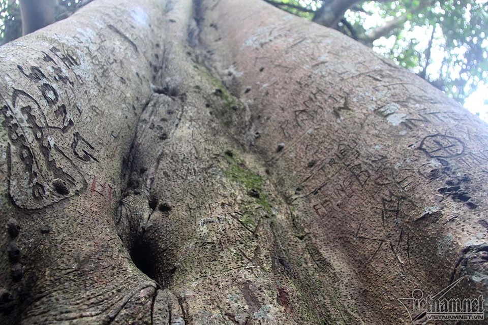 Cây 800 tuổi ở Đà Nẵng "đau đớn" vì chằng chịt "lời tỏ tình" - 3 Cây 800 tuổi ở Đà Nẵng "đau đớn" vì chằng chịt "lời tỏ tình" - 3