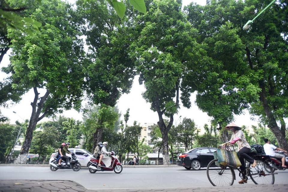 Hàng cây xà cừ cuối cùng trên đường Kim Mã trước ngày đánh chuyển - 4
Trong 130 cây xanh có 95 cây sẽ được đánh chuyển, 35 cây không thuộc chủng loại cây đô thị, cây cong nghiêng, sâu mục sẽ bị chặt hạ.