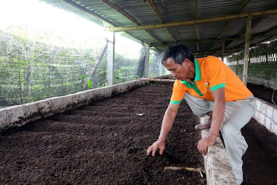 Gà, lợn giun quế: Hàng hiếm một thời tràn ra thị trường với giá rẻ - 3 Gà, lợn giun quế: Hàng hiếm một thời tràn ra thị trường với giá rẻ - 3