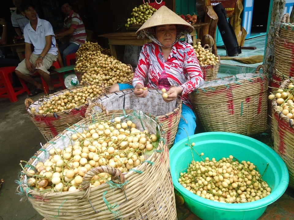Thương lái không chọn trái cây VietGAP, thực sự họ mua gì? - 1
Dâu Hạ Châu bán tại vườn giá 18.000 đồng/kg. Trong ảnh là thu hoạch dâu Hạ Châu ở Phong Điền. Ảnh: H.L.